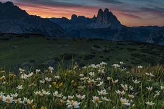 Three Peaks Massive at sunrise with White dryad (Dryas octopetala) flowers in the foreground