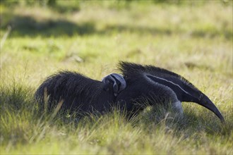 Giant anteater (Myrmecophaga tridactyla) with cub on its back in the prairie at Barranco Alto
