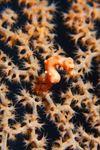 Denise's pygmy seahorse (Hippocampus denise)