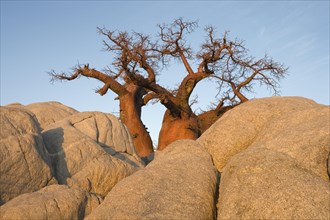 African Baobab (Adansonia digitata) between stones