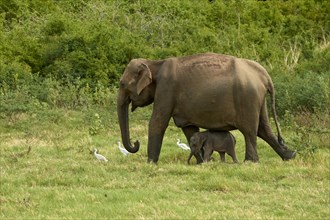 Sri Lankan elephants (Elephas maximus maximus)