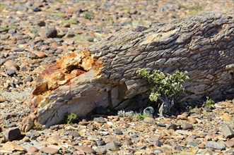 Petrified tree trunk