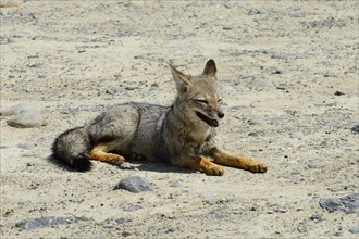 South American gray fox (Lycalopex griseus)