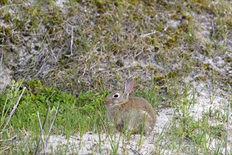 European rabbit (Oryctolagus cuniculus) in the dunes