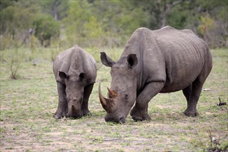 Two White rhinoceroses (Ceratotherium simum)