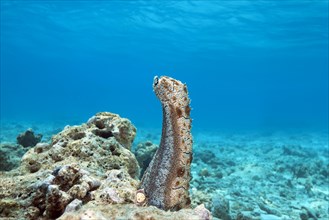 Graeffe's Sea Cucumber (Pearsonothuria graeffei) stands upright on a coral reef