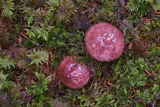 Bare-toothed Russula (Russula vesca)