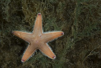 Sand Star (Astropecten platyacanthus) lies on the seaweed