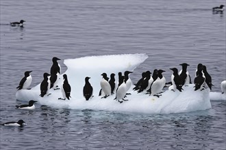 Thick-billed Murres (Uria lomvia) on an iceberg