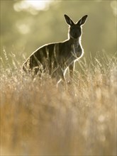 Western gray kangaroo (Macropus fuliginosus)