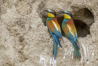 Bee-eaters (Merops apiaster) in front of their breeding tube