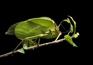 Foliage locust (Tettigoniidae)