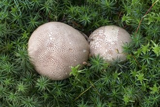 Earthball (Scleroderma) in moss