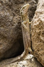 Gallot's lizard (Gallotia galloti) between rocks