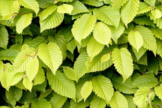 European hornbeam (Carpinus betulus)