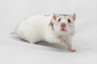 Syrian hamster (Mesocricetus auratus)
