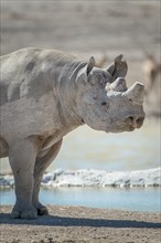 Black rhinoceros (Diceros bicornis)
