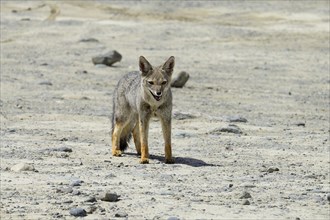 South American gray fox (Lycalopex griseus)