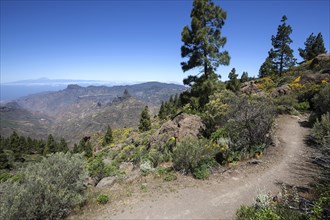 View from the trail around the Roque Nublo on blooming vegetation