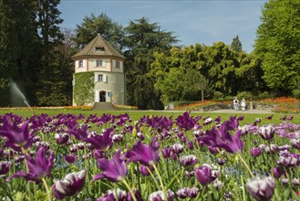 Gardener's tower and blooming tulips