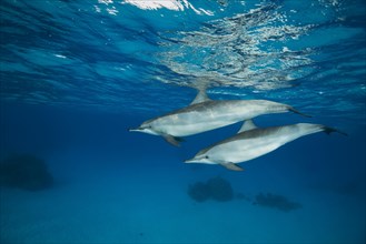 Pair of Spinner Dolphins (Stenella longirostris) swim in the blue water reflecting off the surface
