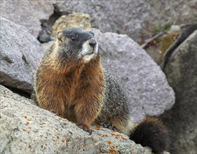 Yellow-bellied marmot (Marmota flaviventris) in rocky habitat