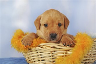 Labrador Retriever