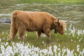 Scottish Highland cattle on the alpine pasture