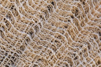 Coral fossil texture background