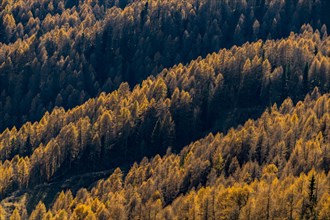 Larch forest (Larix) St. Martin in Thurn