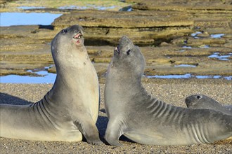 Two Southern elephant seals (Mirounga leonina) disputing on the beach