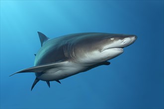 Sicklefin lemon shark (Negaprion acutidens) floats in the blue