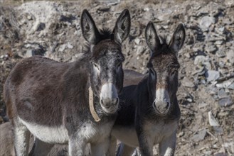 Two donkey (Equus asinus asinus)