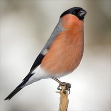 Eurasian bullfinch (Pyrrhula pyrrhula)