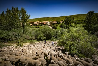 Sheep flock during transhumance through the region of Soria