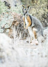 Yellow-footed rock-wallaby (Petrogale xanthopus)