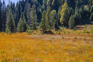 Huhnermoos in autumn