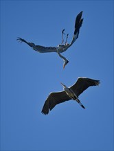 Grey heron (Ardea cinerea) attacking conspecific in the air