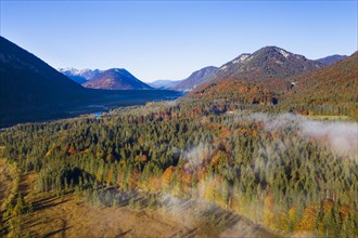 Autumn mixed forest in the Isar valley