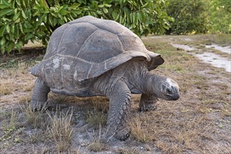 Aldabra Giant Tortoise (Aldabrachelys gigantea) on Bird Island