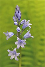 Spanish bluebell (Hyacinthoides hispanica)