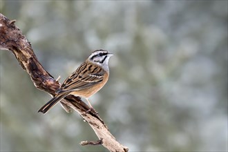 Rock Bunting (Emberiza cia) sits on a branch
