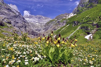 Flowering Yellow lady's slipper orchid (Cypripedium calceolus) in front of a mountain panorama