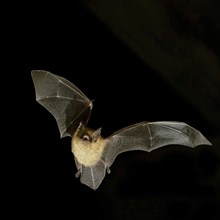 Geoffroy's bat (Myotis emarginatus) in flight at night