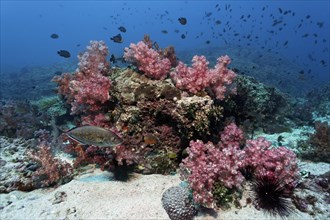 Coral Reef with Orange-spotted trevallys (Caranx bajad)