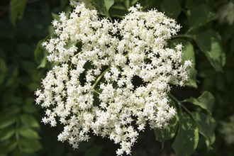 Elder (Sambucus nigra)