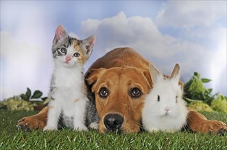 Labrador Retriever poses with kitten