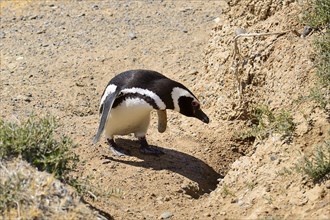 Magellanic penguin (Spheniscus magellanicus) in front of breeding burrow