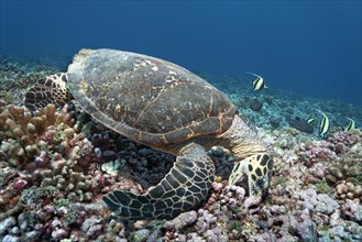 Green turtle (Chelonia mydas) eats Pocillopora verrucosa (Pocillopora verrucosa)