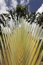 Traveller's palm (Ravenala madagascariensis)